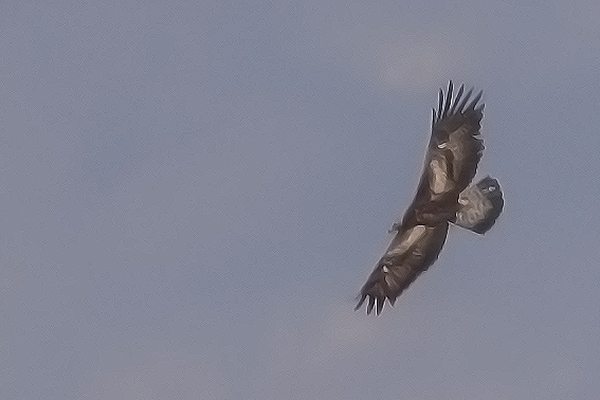 Golden Eagle